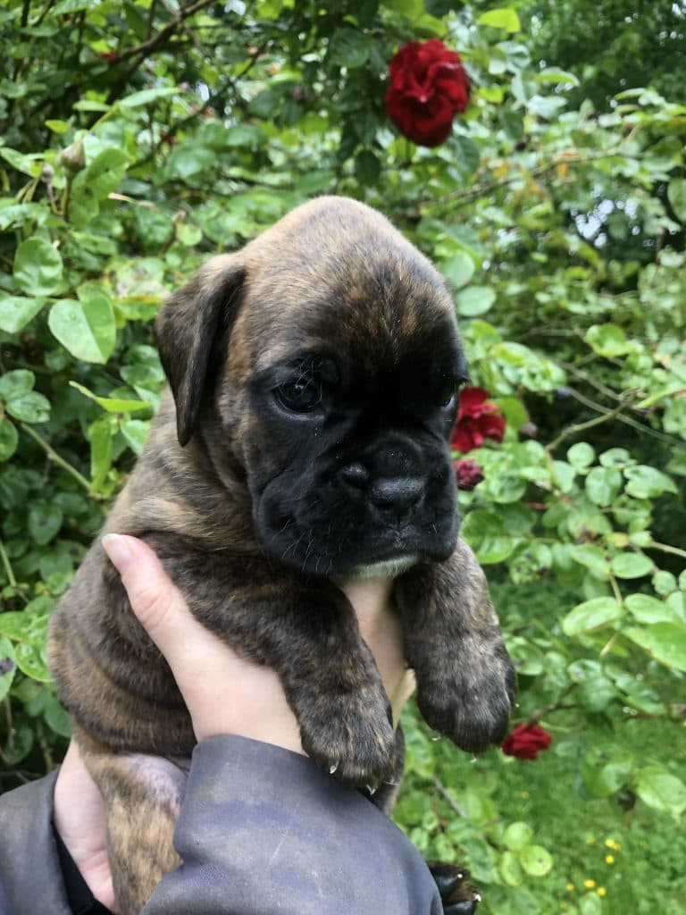 Boxer-Welpe der Zucht von der Kleinen Hexe