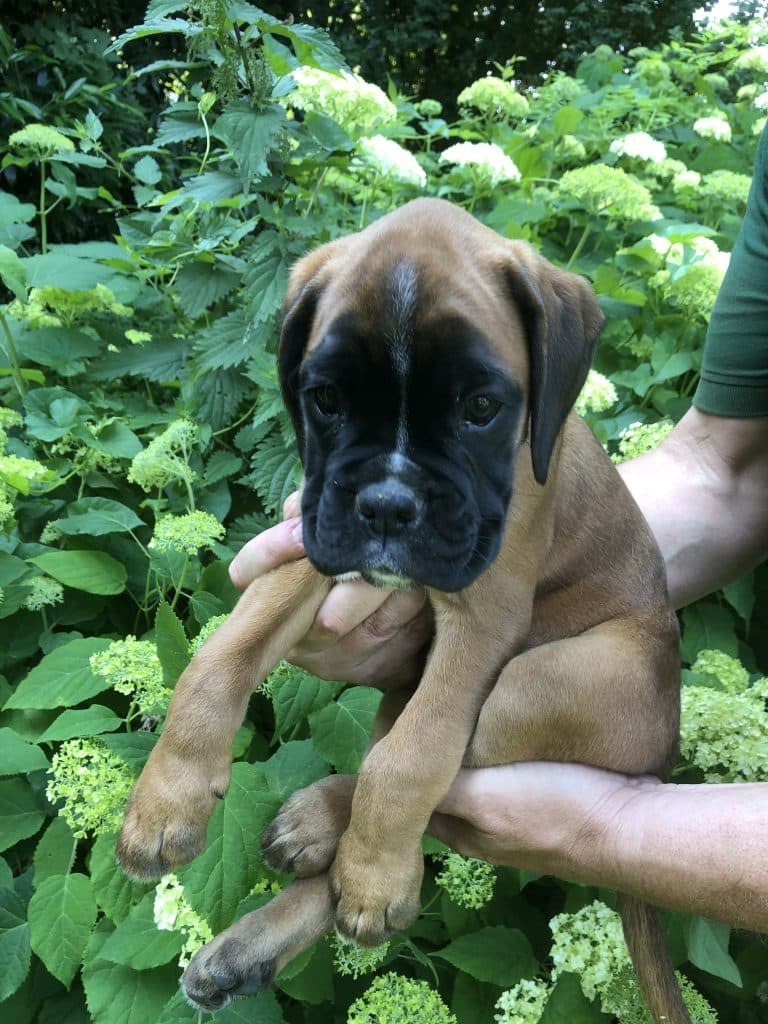 Boxer-Hund von der Zucht von der Kleinen Hexe