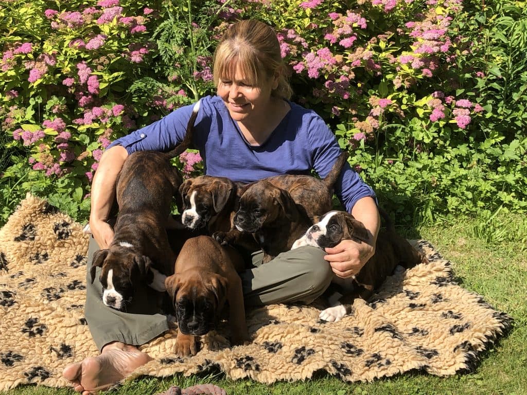 Boxer-Zuchthündin von der Kleinen Hexe