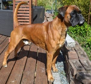 Vitus v. Pfauenthron