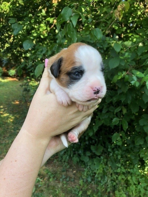 Luna Baby